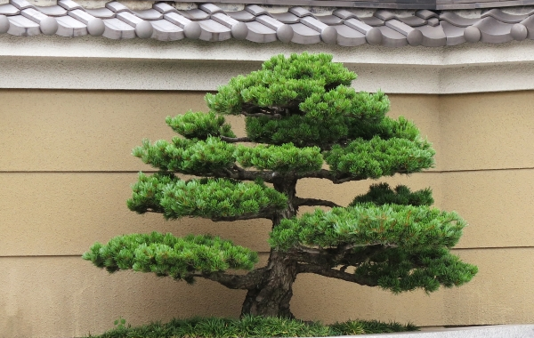 庭木